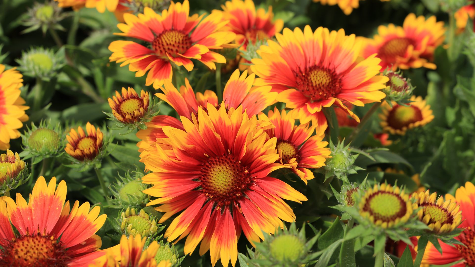 4 Annual Flowers to Plant in Your Garden For Summer Blooms
