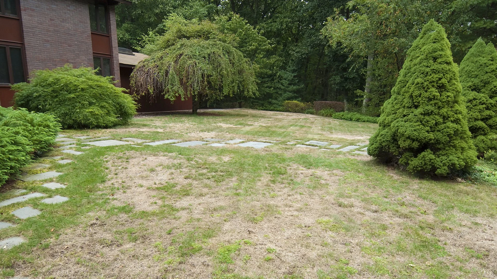 Brown Patch - Be on the Lookout for This Turf Disease on Your Lawn in North Carolina