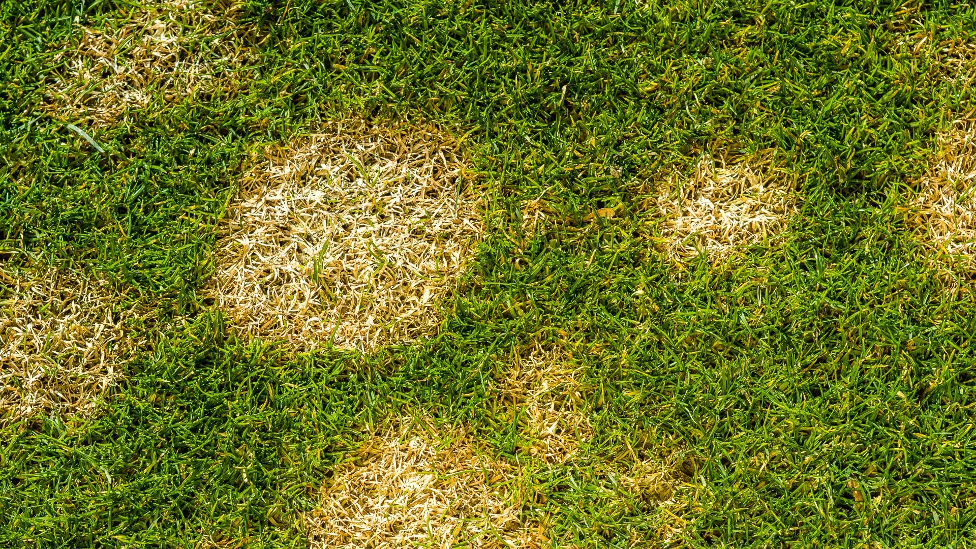 What Should You Do if You Suspect That Brown Patch Has Infected Your Lawn?