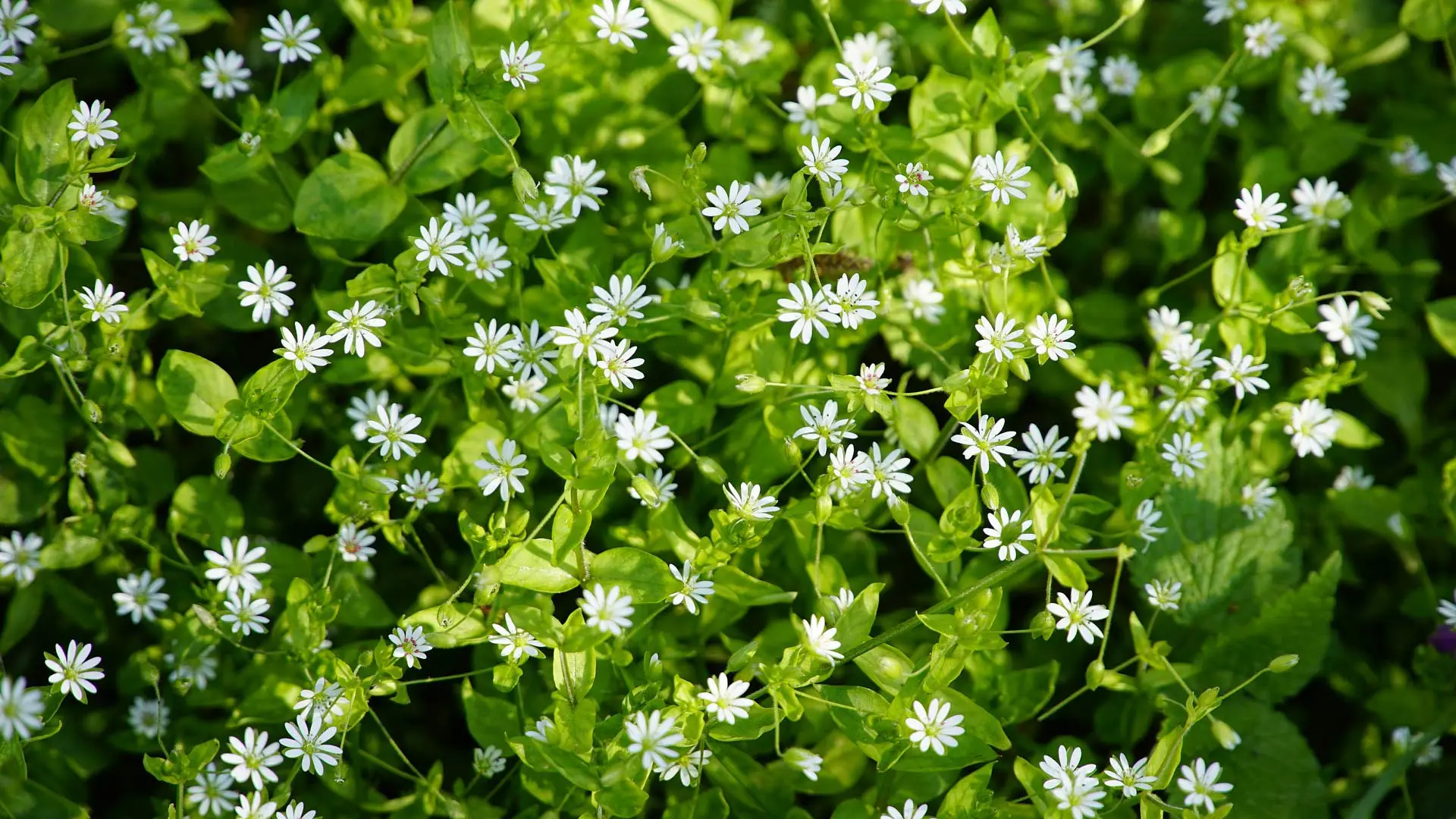 5 Weeds That Commonly Invade Lawns in North Carolina