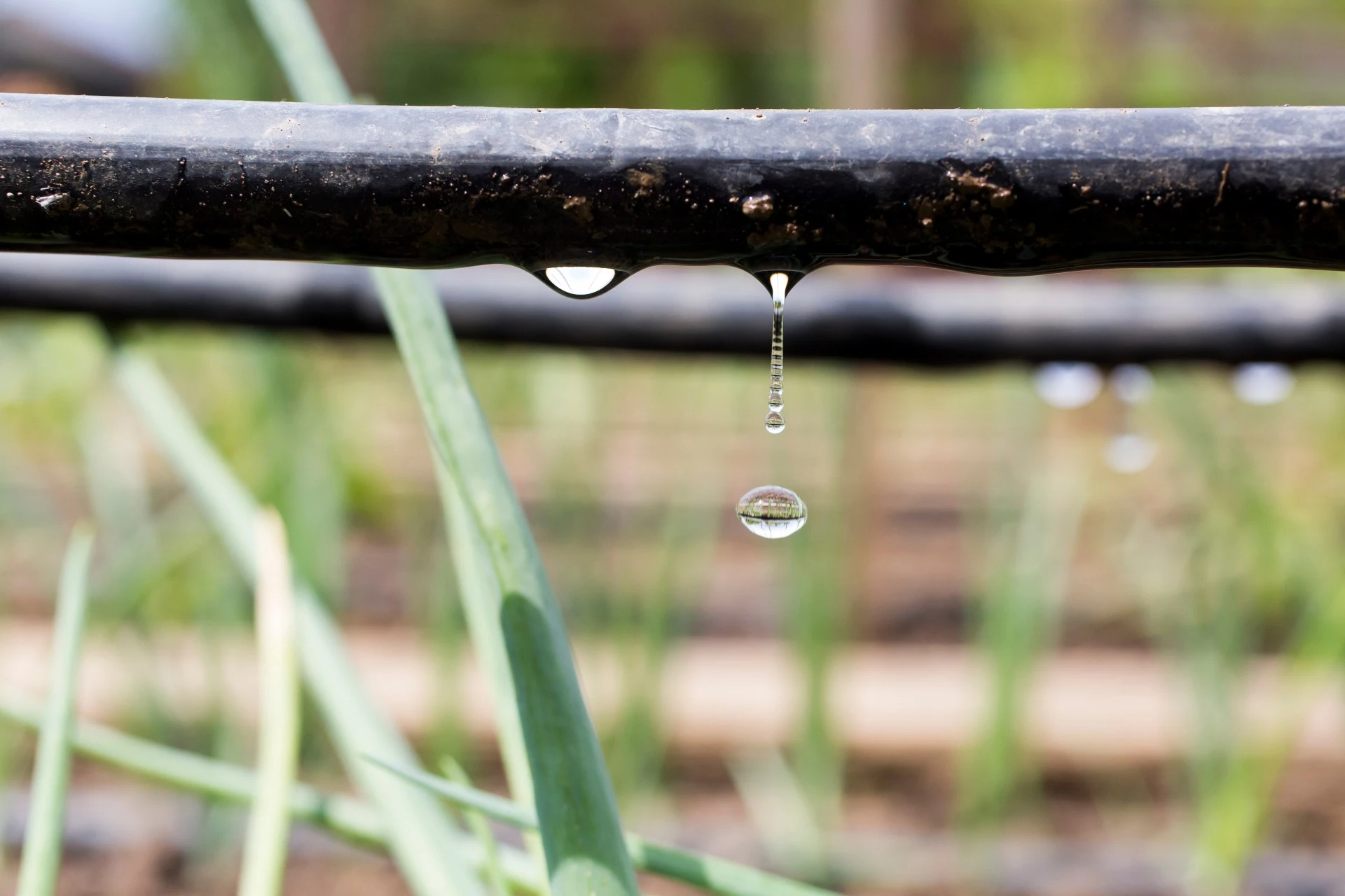 What’s the Difference Between Drip & Sprinkler Irrigation Systems?