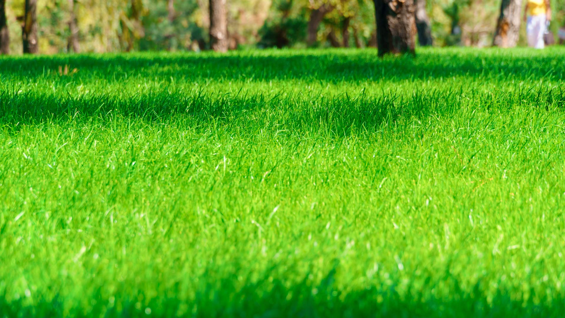 Make Sure That You Fertilize Your Lawn Twice This Spring!