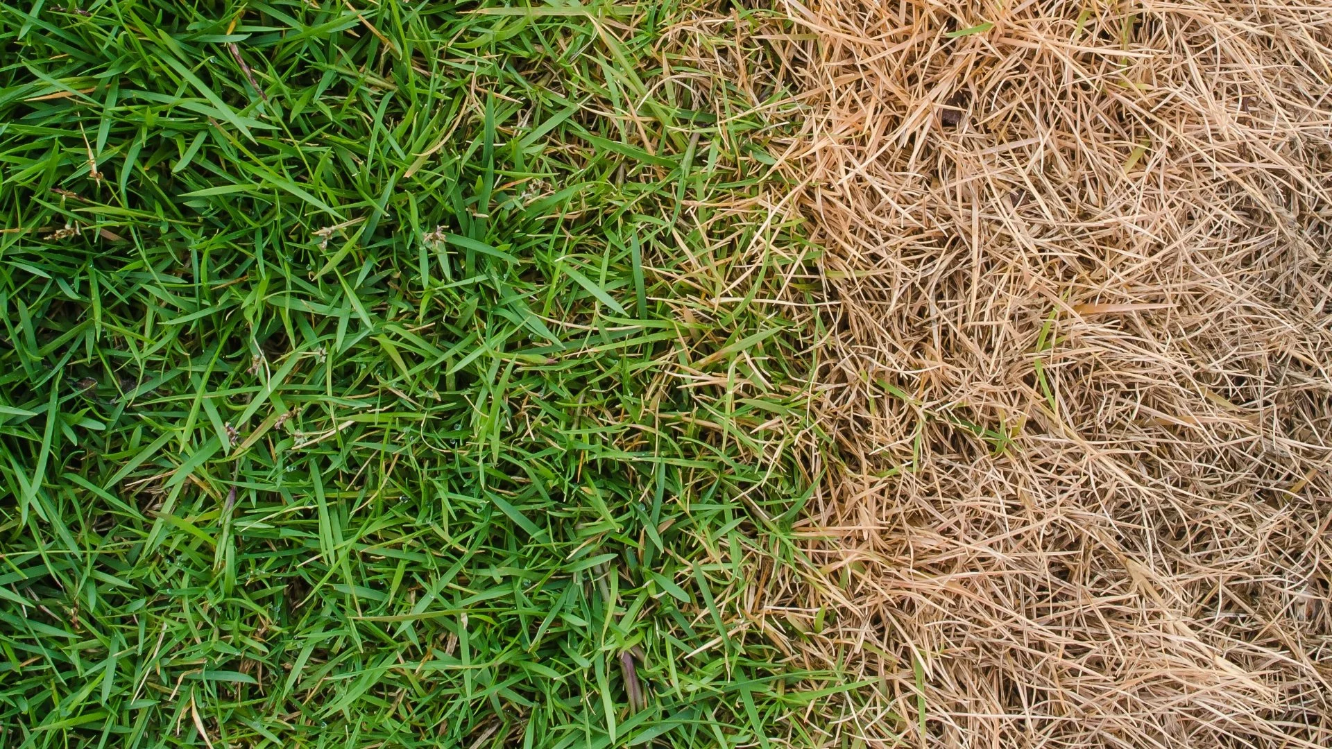 The Consequences of Overfertilizing Your Lawn