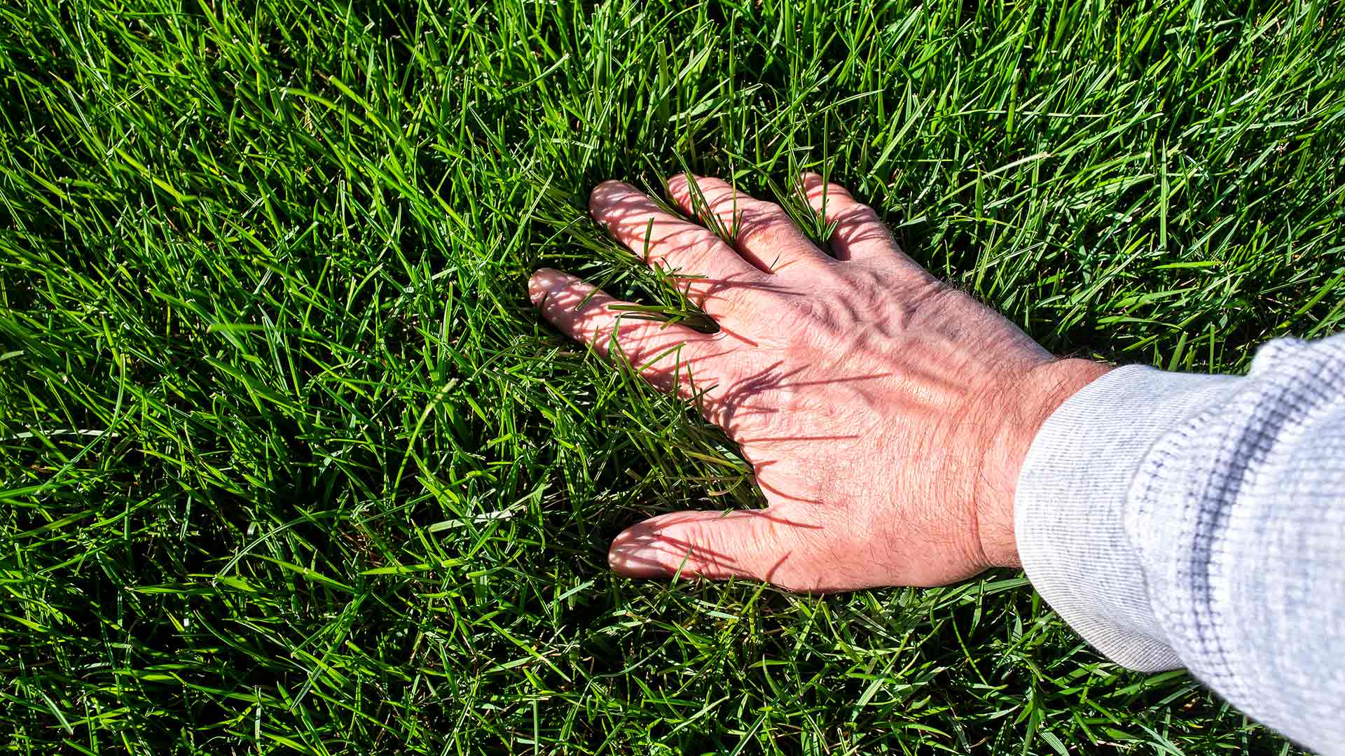 Overseeding Your Lawn in North Carolina? Use Turf-Type Tall Fescue Seeds!
