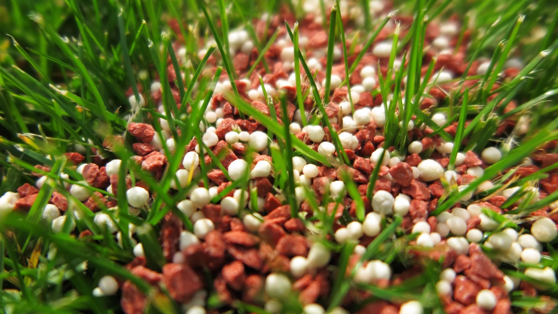 Do I Really Need to Fertilize My Lawn in the Fall?