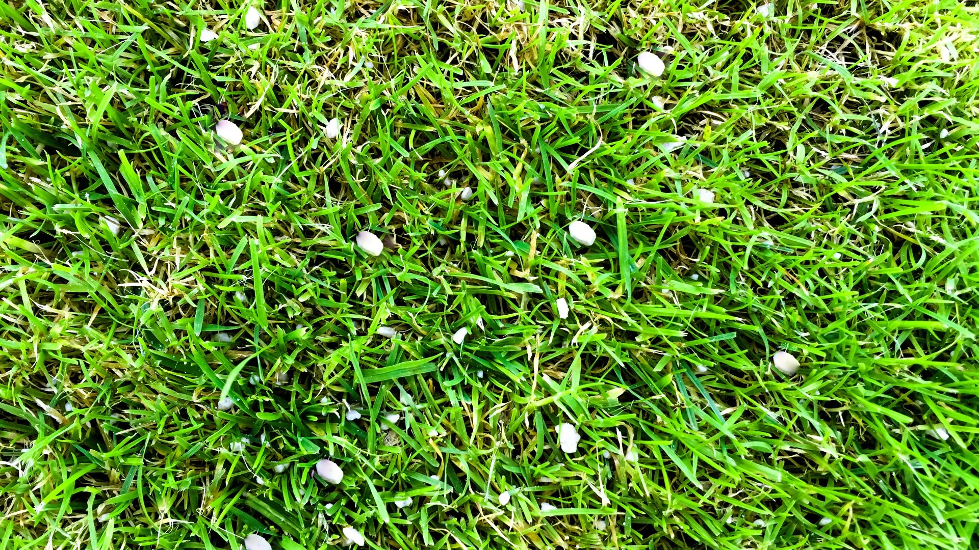 How Many Fertilizer Treatments Does My Lawn in North Carolina Need This Fall?