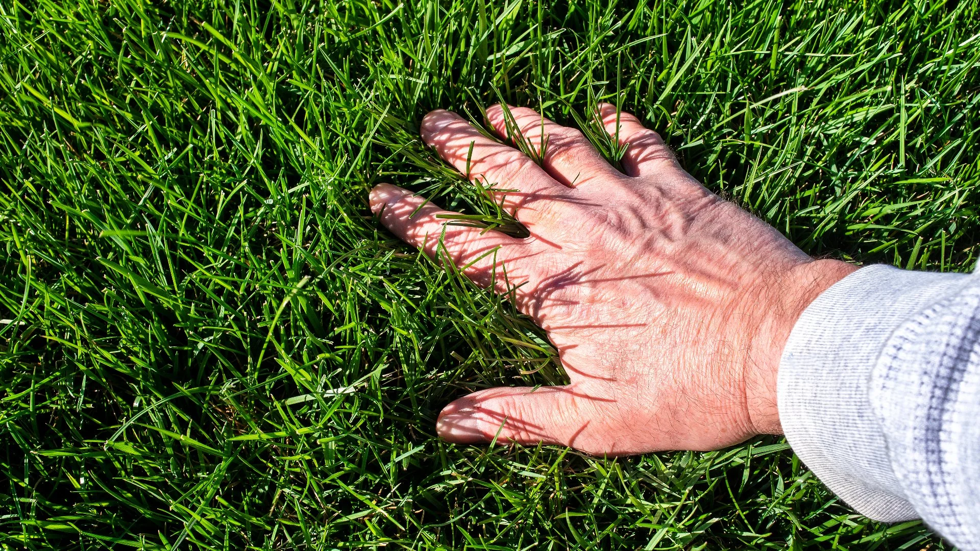 Don't Forget to Fertilize Your Lawn in North Carolina Twice This Summer!