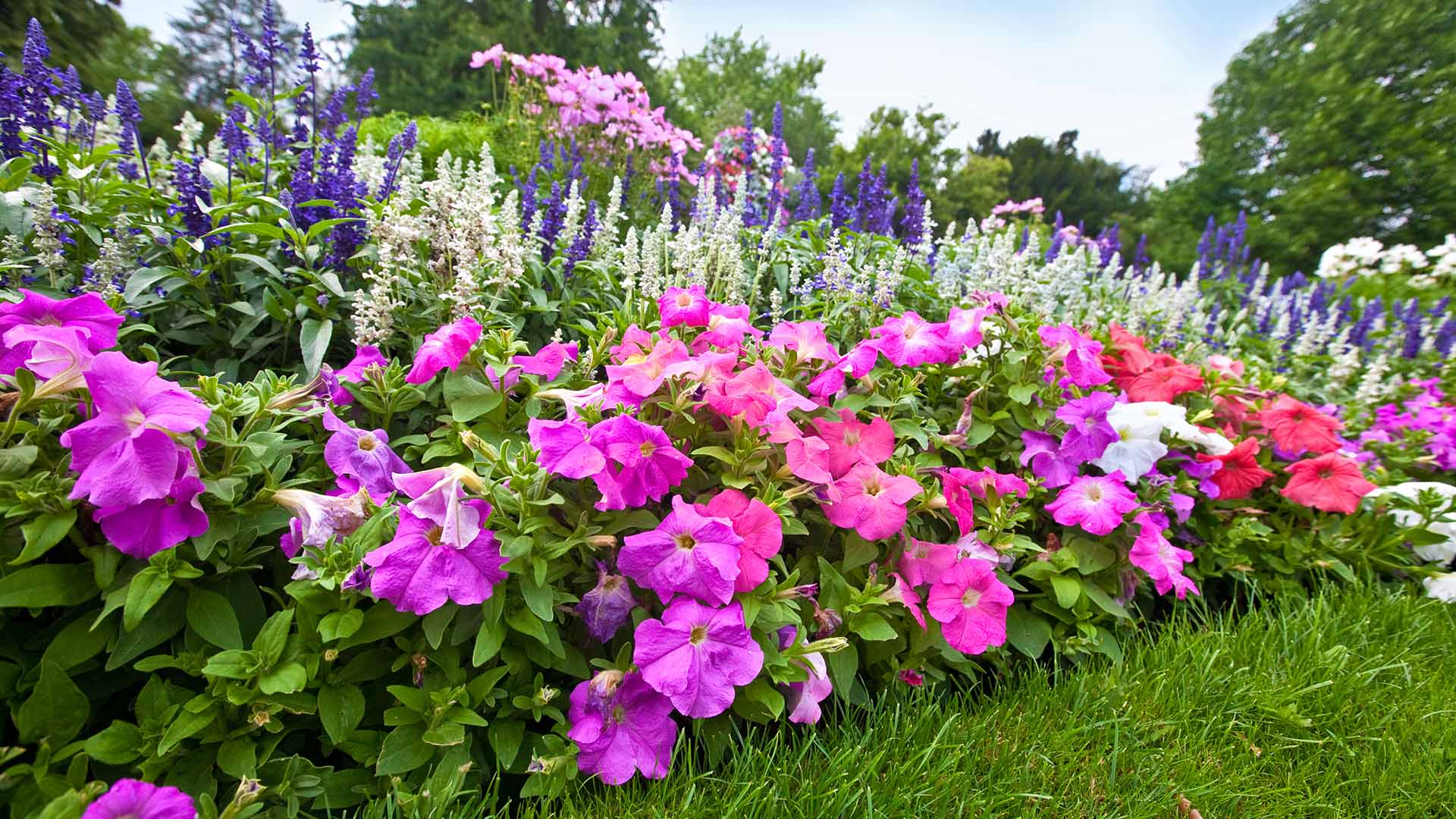 Want Healthy & Beautiful Plants? You Need to Trim & Prune Them!
