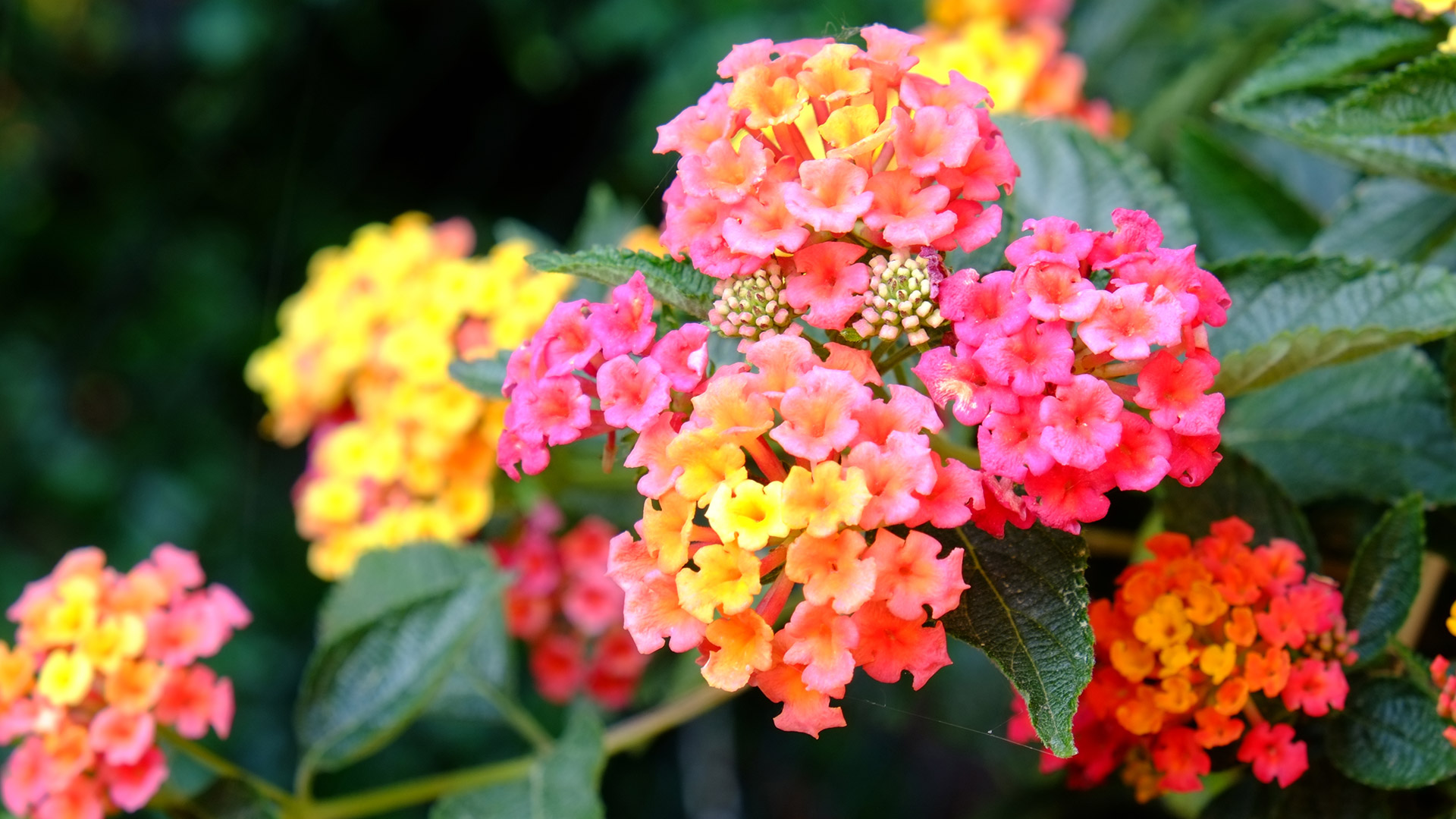 Close up on vibrant pink and yellow lantanas on a property in High Point, NC.