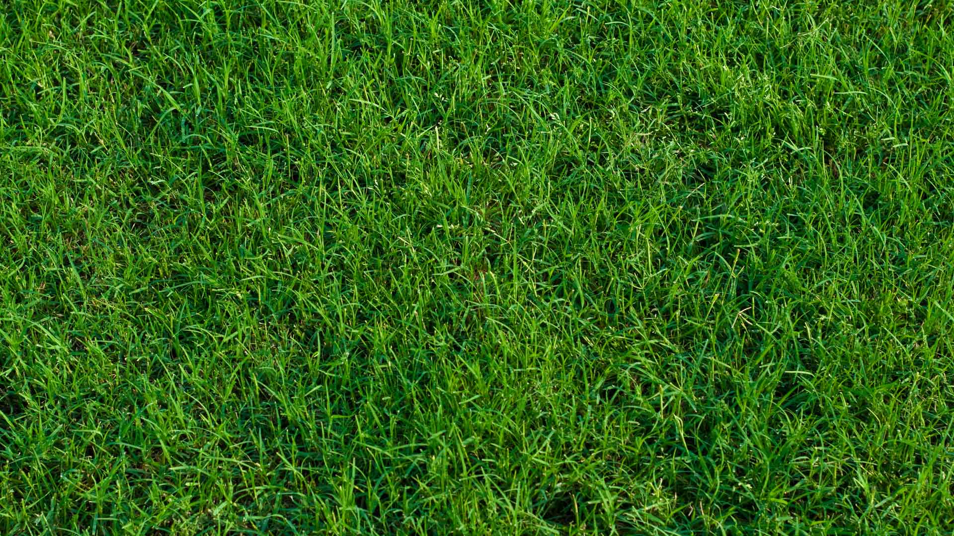 Is Your Lawn Comprised of Bermudagrass? You Should Aerate It This Spring!