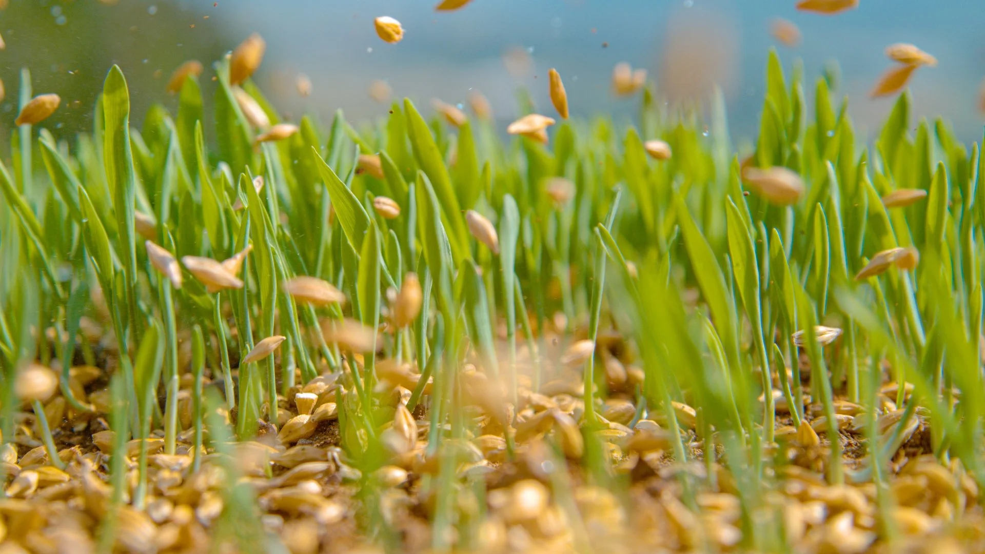Overseeding Aftercare 101: What Should You Know?