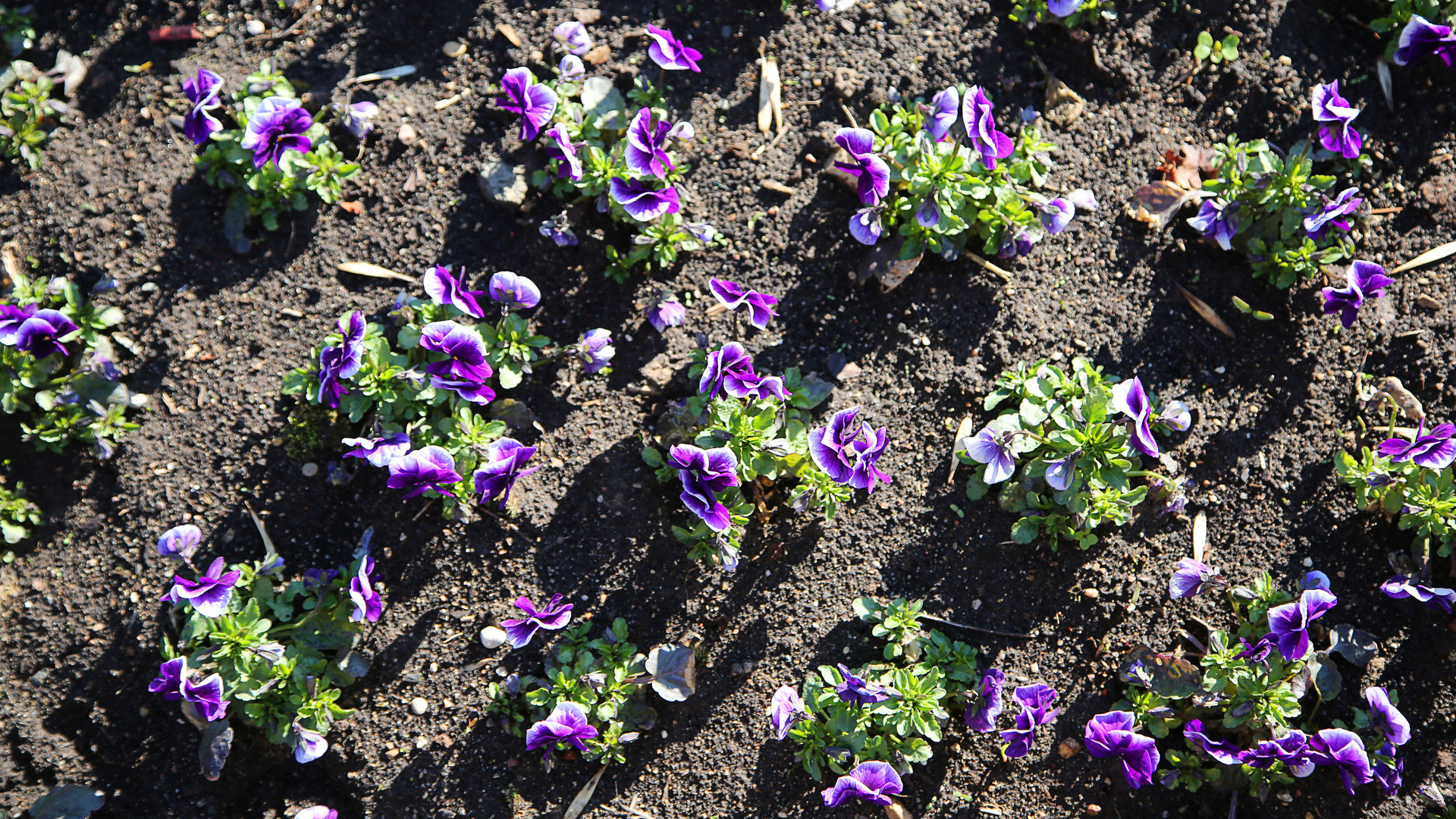3 Things to Consider When Planting Annual Flowers in Your Landscape Beds