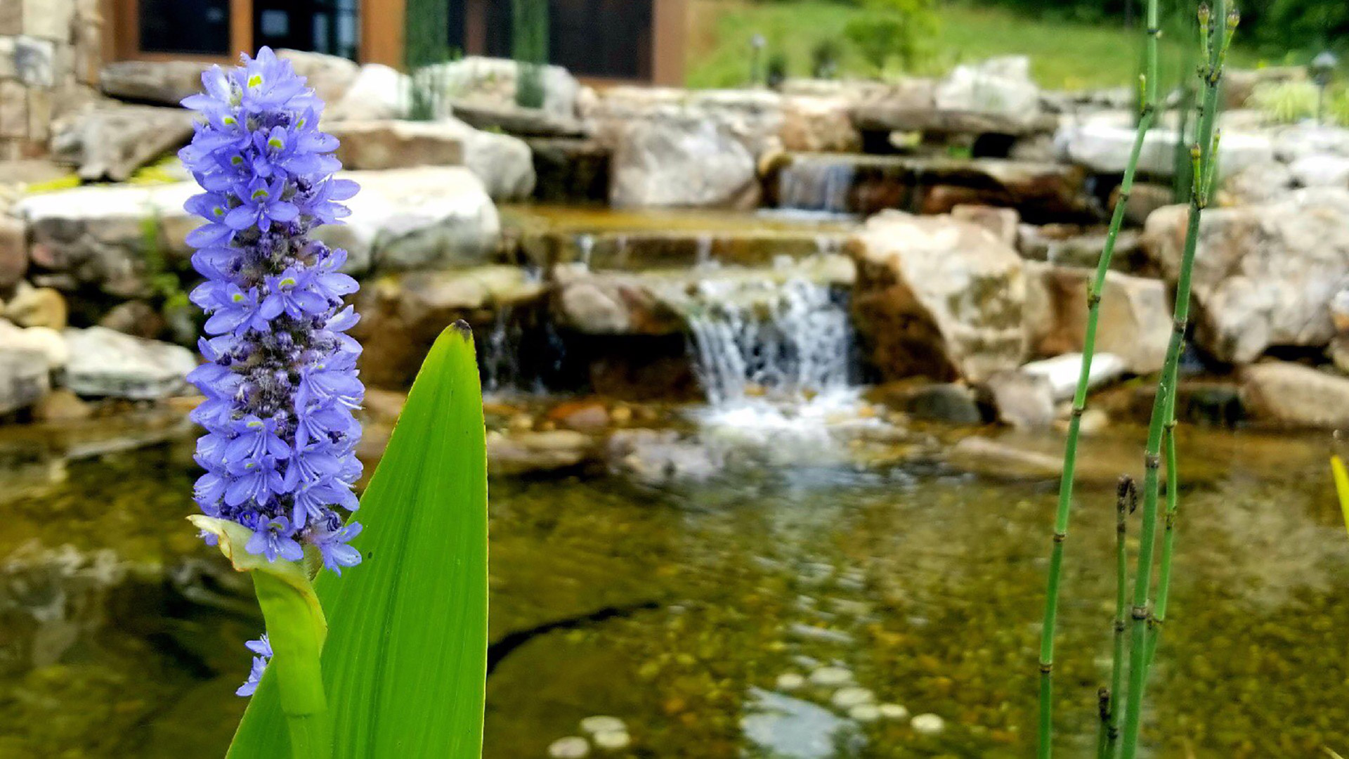 Close up on a vibrant purple flower in front of a recently installed water feature by a home in Summerfield, NC. 