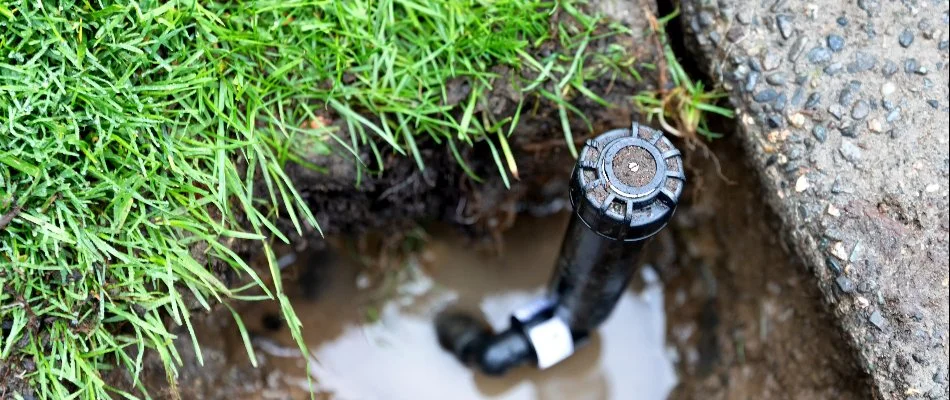 A broken sprinkler head in Greensboro, NC, with a puddle on a lawn.