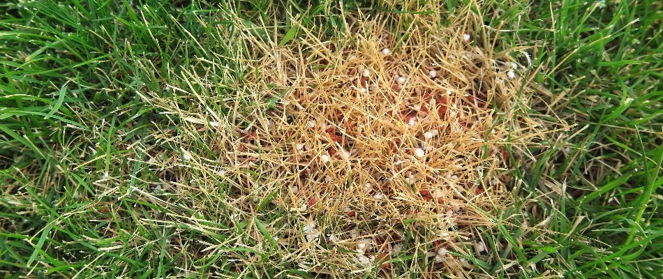 Fertilizer burn on grass in Greensboro, NC, due to overfertilization.