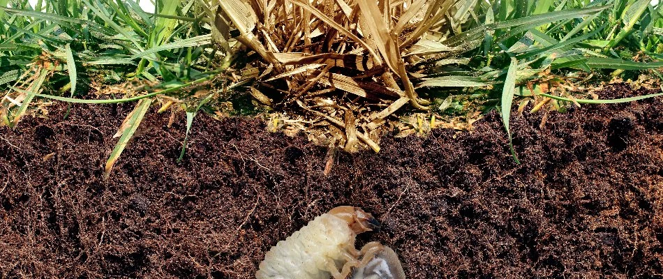 A grub in the soil of a lawn in Greensboro, NC, feeding on the roots of grass.