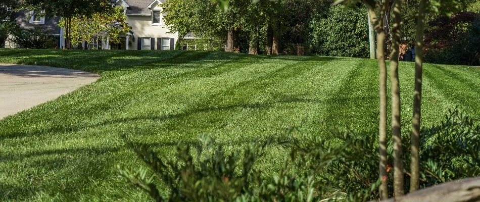 Healthy, maintained grass with plants in Greensboro, NC.