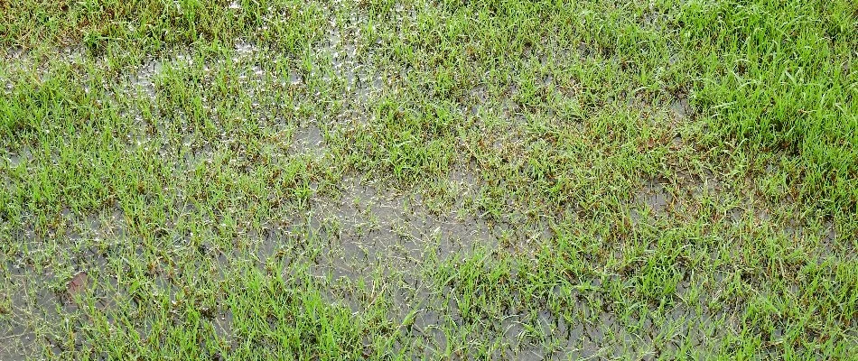 Lawn with pooling water in Greensboro, NC, from an irrigation leak.