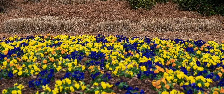 Annual flowers blooming at commercial property in Greensboro, NC.