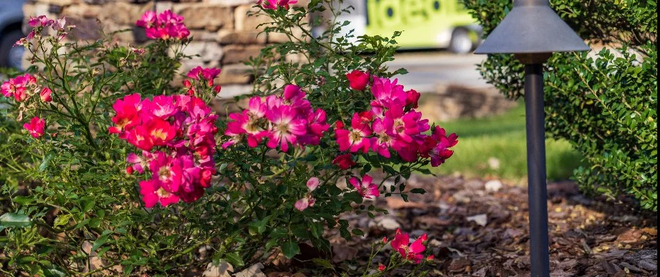 Pink flowers and lighting in a landscape bed in Greensboro, NC.