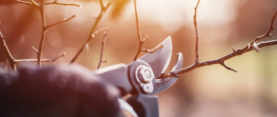 Pruning a dry tree branch in Greensboro, NC, using shears.