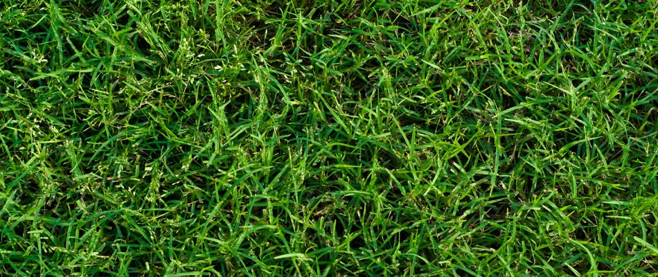 Bermuda grass grown in a client's lawn in Jamestown, NC.