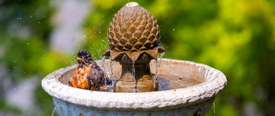 A small black and orange bird bathing in a fountain on a property in Elon, NC. 