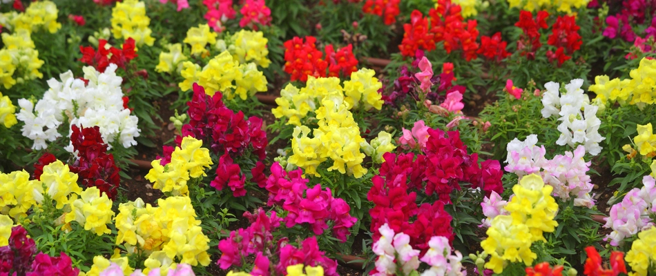 Annual flowers with a vibrant color scheme planted in front of a home in Oak Ridge, NC. 