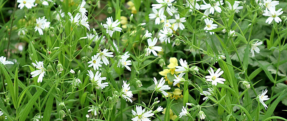 Chickweeds growing in a lawn in Kernersville, NC.