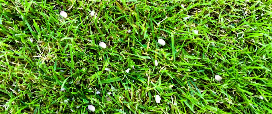 Granular fertilizer in lawn in Winston-Salem, NC.