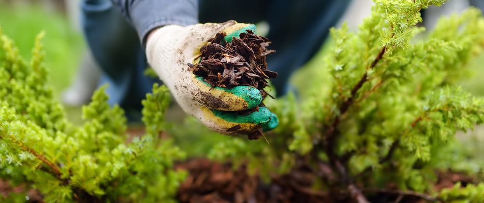 A homeowner in Gibsonville, NC adding mulch to her landscape beds for the spring season.