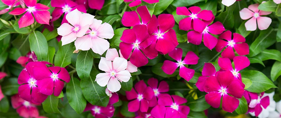 A bed of pink vinca flowers in front of a home in Greensboro, NC.