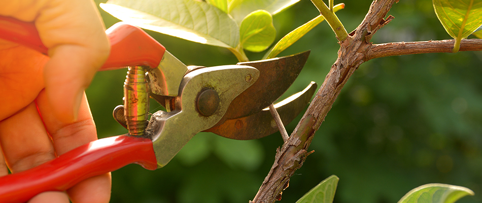 A plant being trimmed in a landscape bed in Jamestown, NC.