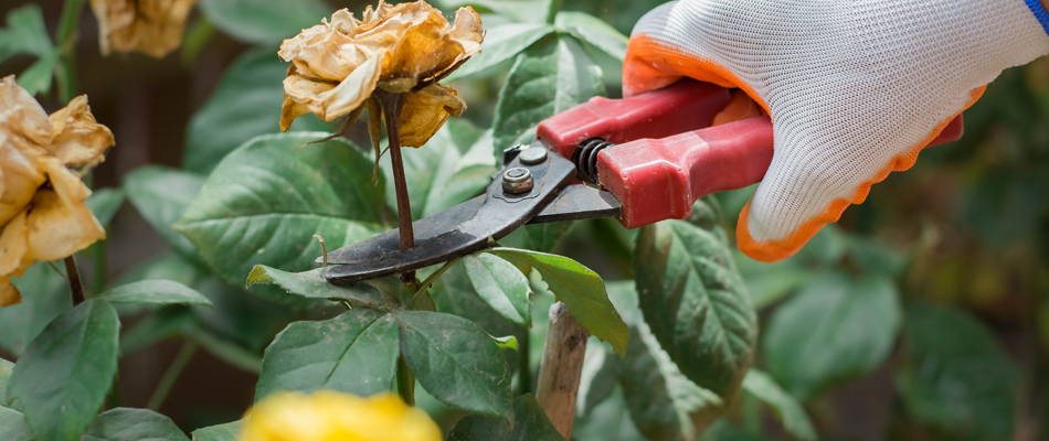 A professional pruning a rose brush in a client's landscape bed in Greensboro, NC.