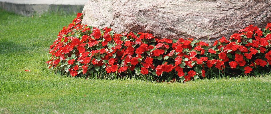 A landscape bed of red flowers and a boulder in front of a home in Lexington, NC.