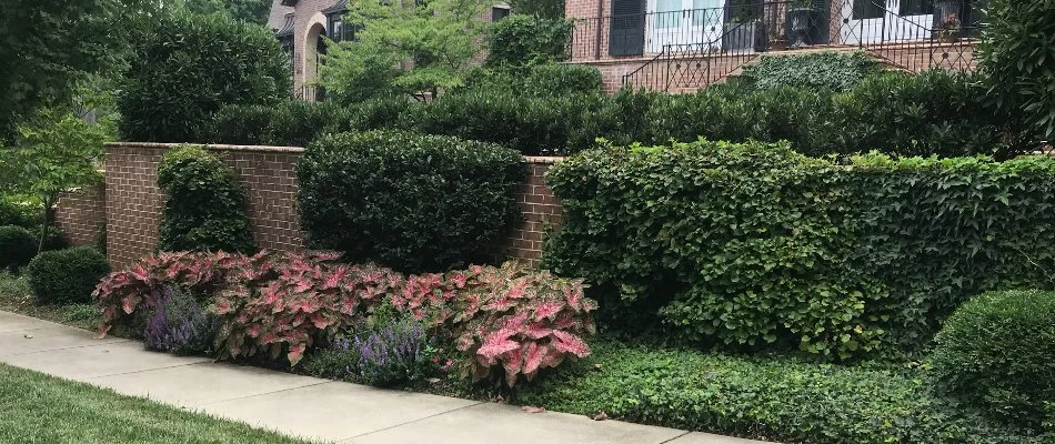 Shrubs and plants in front of a property in Greensboro, NC.