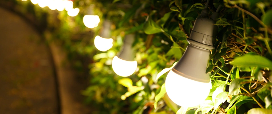 LED bulbs hung by landscaping in Greensboro, NC.