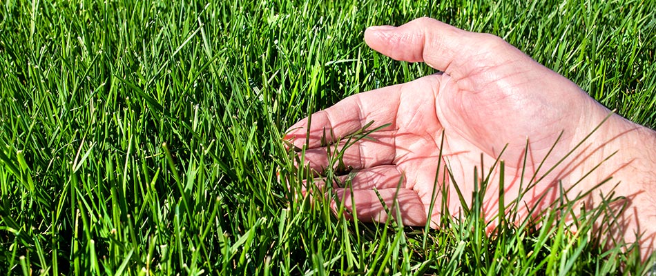 Tall fescue grown lawn in Winston-Salem, NC.