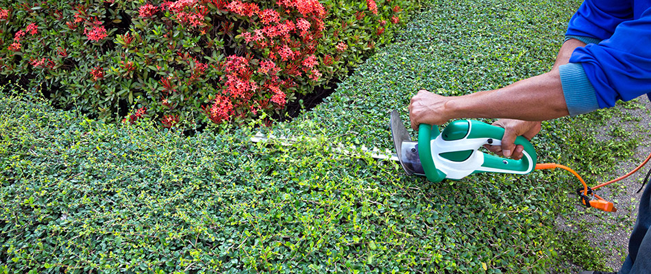 Our landscaping professional carefully trimming a hedge in front of our client's home in Graham, NC.