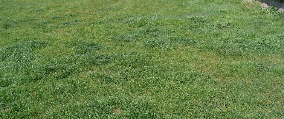 Uneven watered lawn in Jamestown, NC.