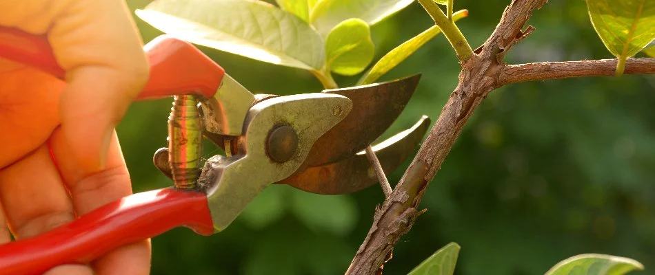 A person using a tool to trim a branch from a plant in Greensboro, NC.