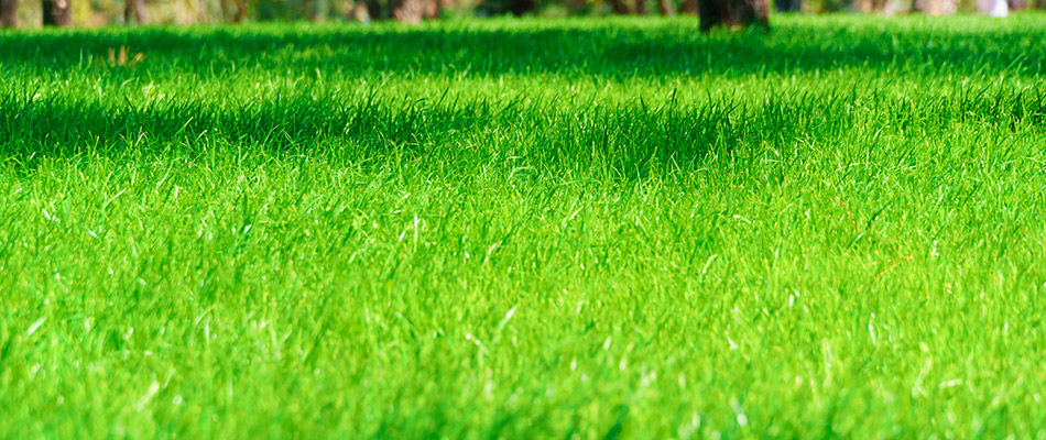 Vibrant green lawn from fertilization service in Greensboro, NC.
