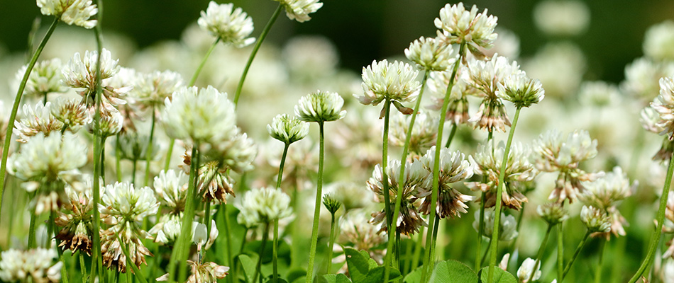 White clover weeds growing in a lawn in High Point, NC.