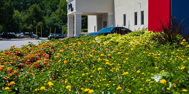 Blooming flowers outside of a commercial property in Winston-Salem, NC.