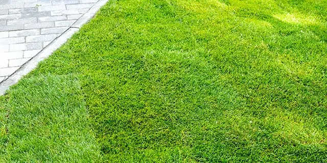 Bright green sod grass next to a paver walkway in Summerfield, NC.