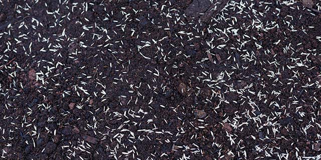 Dark soil with new lawn seeds near Summerfield, NC.