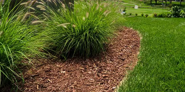Landscape bed with dark brown mulch and plants near Winston-Salem, NC.