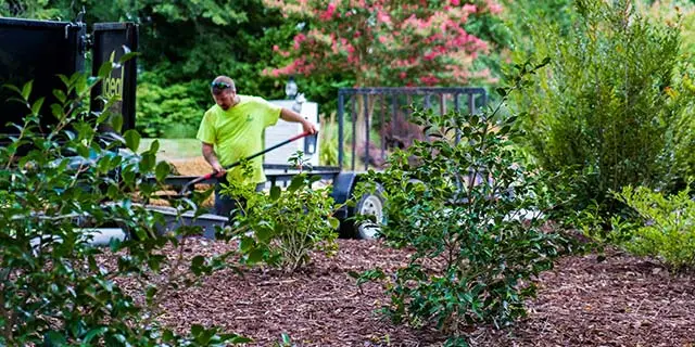 Landscape worker with a shovel near a mulch bed with plantings in Winston-Salem, NC.