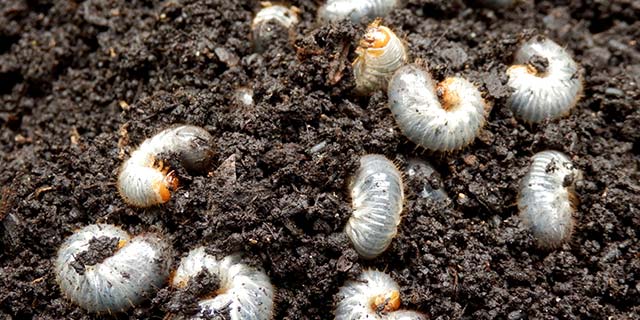 Lawn grubs clustered in dark soil outside of Greensboro, NC.