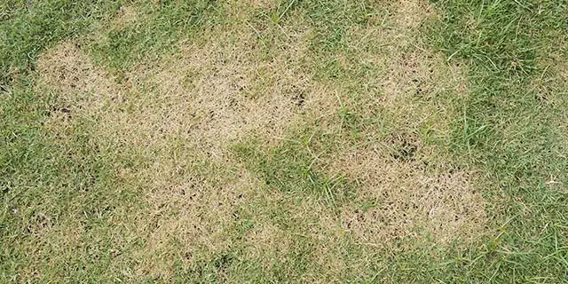 Lawn with diseased patches of brown grass near Summerfield, NC.